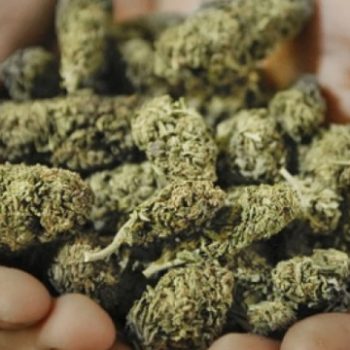marihuana-narkotici