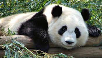 panda