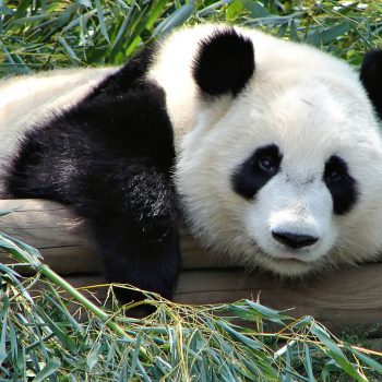 panda