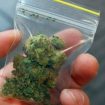 marihuana-droga-narkotici