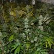 marihuana