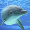 delfin