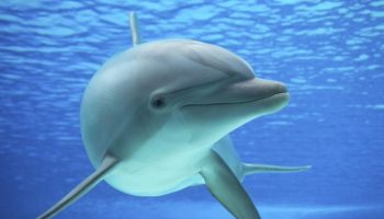 delfin