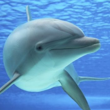 delfin