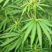 kanabis-marihuana