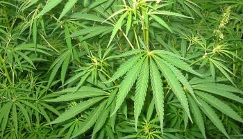 kanabis-marihuana