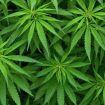 marihuana