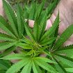 marihuana-narkotici