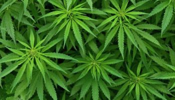 marihuana