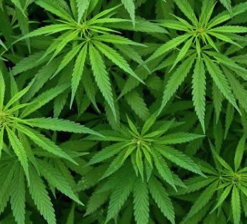 marihuana