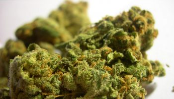 marihuana