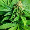 marijuana-droga
