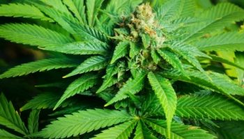 marijuana-droga