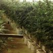 marihuana-oranjeriq