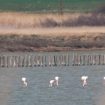 flamingi 3