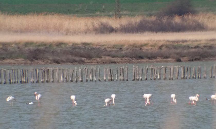 flamingi 3