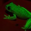 fluorescentna-jaba