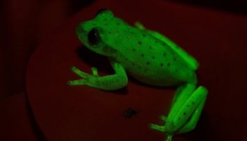 fluorescentna-jaba