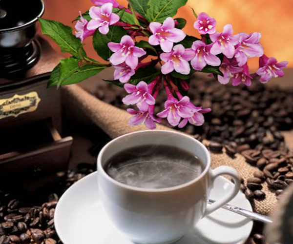 coffee