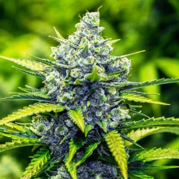 marihuana