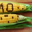 gmo-hrani