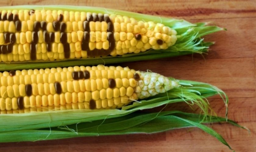 gmo-hrani