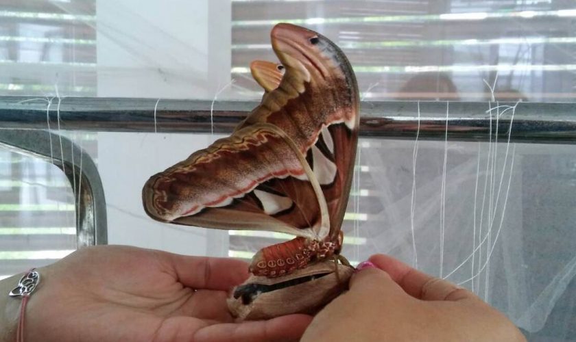 peperuda atlas