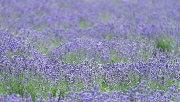 lavandula