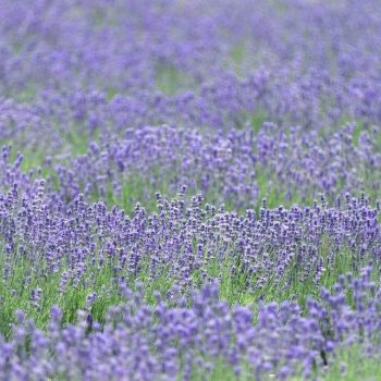 lavandula