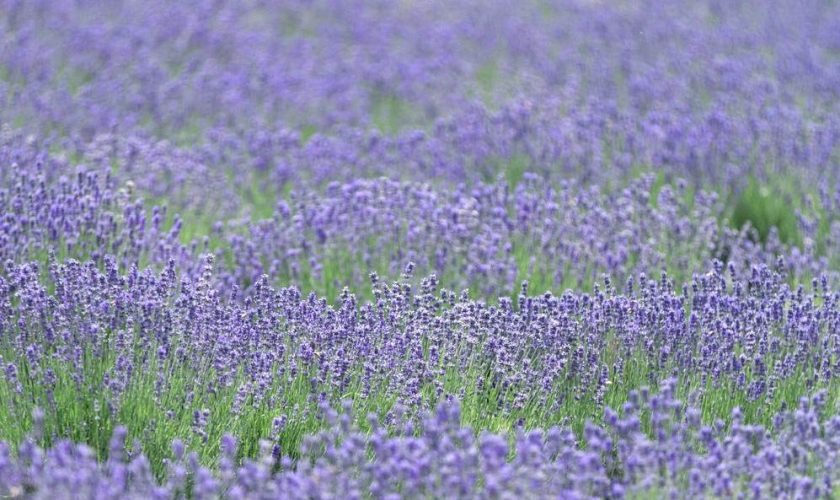 lavandula