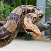boa-zmiq