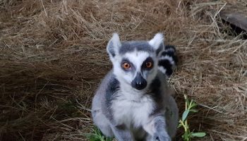lemur bs