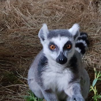 lemur bs
