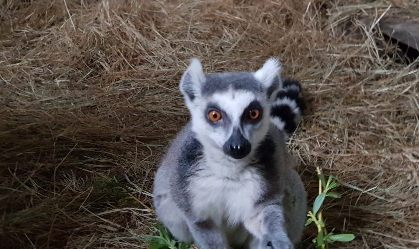 lemur bs