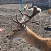 zoo-burgas
