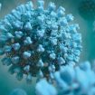 koronavirus