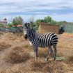 zebra