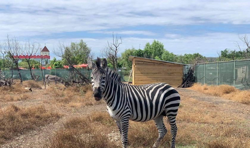 zebra