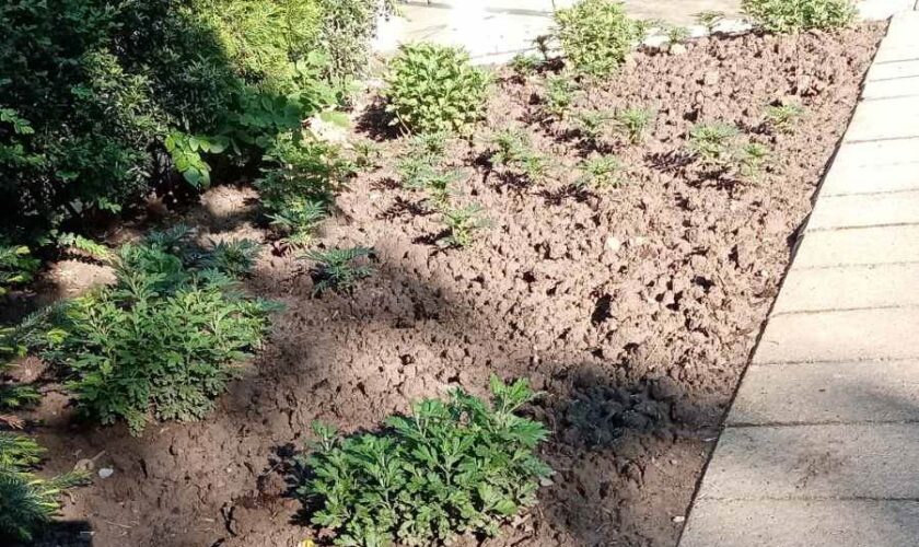 viber_изображение_2021-05-17_09-18-16