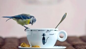 coffee