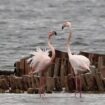 flamingo