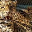 leopard