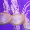 meduzi