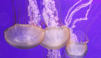 meduzi