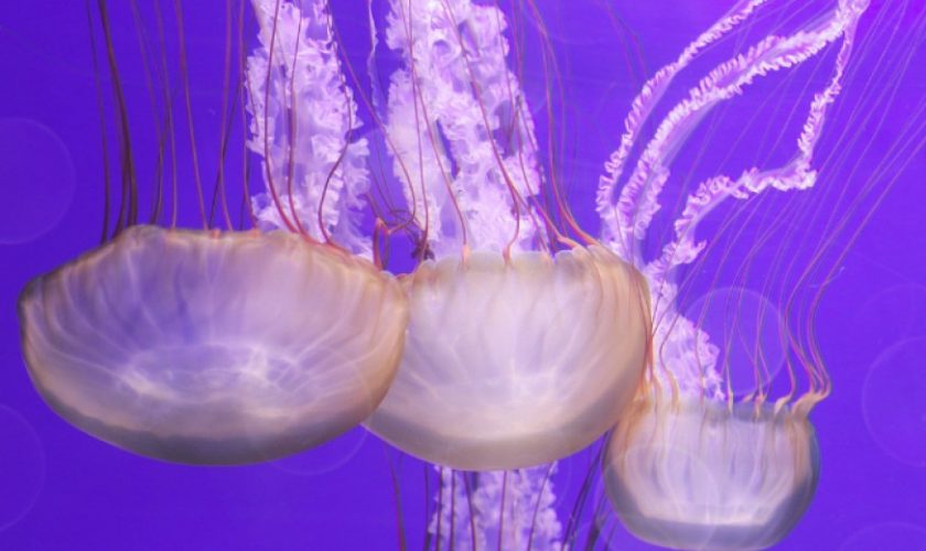 meduzi