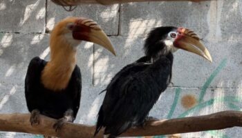 zooburgas